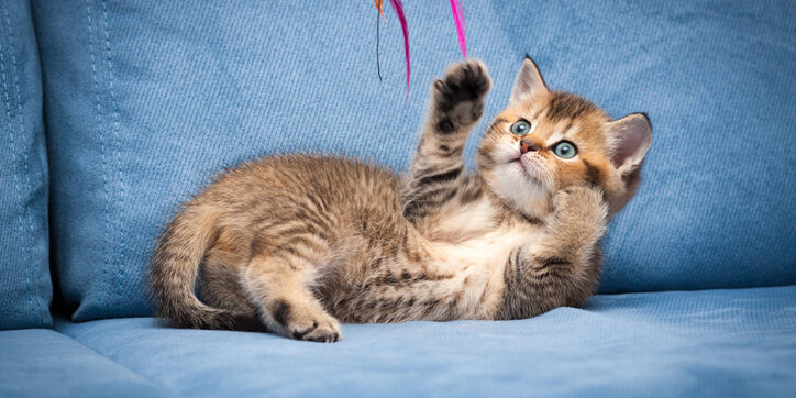 Kitten Vet Care in Hammondsport, NY: First-Year Health and Vaccine Guide