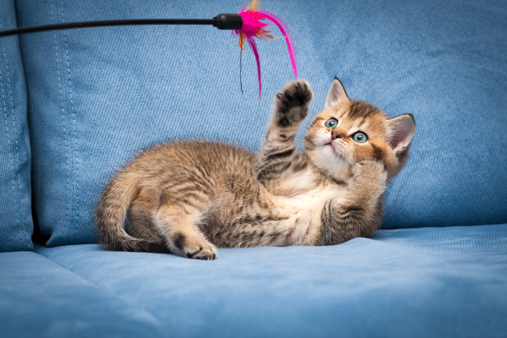 Kitten Vet Care in Hammondsport, NY: First-Year Health and Vaccine Guide
