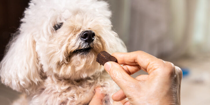 Pet Parasite Prevention in Hammondsport, NY: Flea, Tick and Heartworm Protection