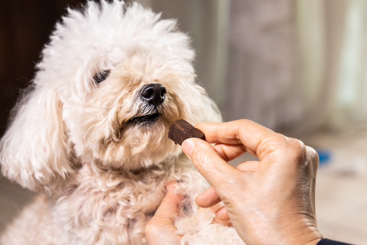 Pet Parasite Prevention in Hammondsport, NY: Flea, Tick and Heartworm Protection