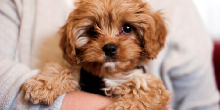 Puppy Vet Care in Hammondsport, NY: Vaccine and Preventative Timeline