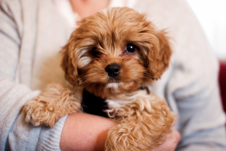 Puppy Vet Care in Hammondsport, NY: Vaccine and Preventative Timeline